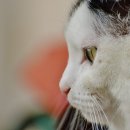 포레스트동물병원 이미지