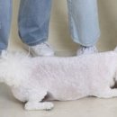 이뮤노팜 이미지