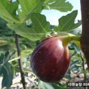 후인농장 이미지