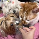 펫스 | 호불호 없는 강아지수제간식 추천 펫스 멸균간식