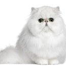 박종현동물병원 이미지