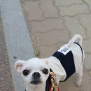 강아지가정부 이미지