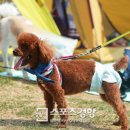 도그데이 이미지