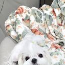 미국 괌 말티즈분양후기 예쁜말티즈루시소식~♡