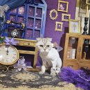 은밀하개위대하개 이미지