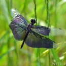 나비잠자리 이미지