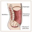 근육발전소 | 코어(core) 근육과 안정성, 그리고 허리통증