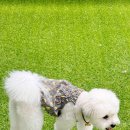 휴멍애견유치원 이미지