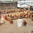 박씨농장 2 이미지