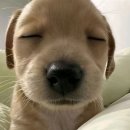[쩌리] 엄마가 요리 못하는 달글 캡처 이미지