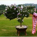 제24회 나라꽃무궁화전국축제(서울 현충원) 분화품평회 입상작품들 이미지