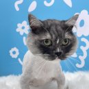 누구보다 소중하개 이미지