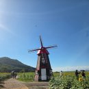 강화벤뎅이 | 강화.교동 가볼만한곳 난정 해바라기정원 축제 인생샷후기