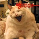 희동이네 이미지