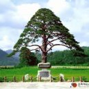 힐링나라 이미지