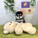 화니라이프케어 경주점 | 경주강아지분양, 거품 없는 비용과 철저한 건강 보장으로 만난 인연