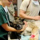 내마음속동물병원 네이버블로그