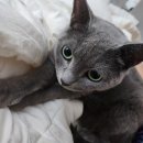 챠오챠오 | 미유의 최애간식 [ 챠오츄르 고양이간식 ] 폭풍 먹방후기