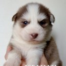 프리미엄 켄넬 이미지