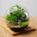 테라리움 이미지