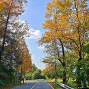 청주가로수길 이미지