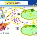 인슐린 저항성 개선 뜻, 당뇨 증상 관리 지름길 이미지