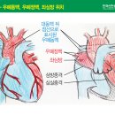 [안상호와 함께하는 심장공부] 1. 정상 심장에 대해 이미지