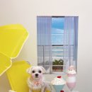 딸기애견미용실 이미지