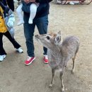 남촌흑염소 | 담양 플레이펫 체험｜사슴 미어캣 동물 먹이주기 담양 아이와 가볼만한곳