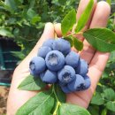 고은농장 이미지