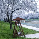 해미천 | 충남 서산여행 벚꽃명소 해미천벚꽃길 &amp; 해미순교성지 가볼만한곳