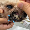 이솜 동물병원 이미지