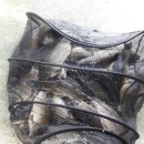 산외 강현낚시터 이미지