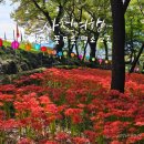 진주숲어린이집 | 사천 꽃무릇 명소 2곳 사천읍성 수양공원 두량저수지