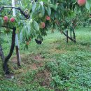 산골복숭아농장 이미지