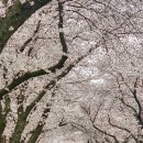 신평동1080 | 경주 벚꽃 명소 실시간 개화 흥무로 대릉원 보문단지 주차 현황