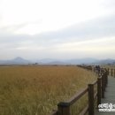 매화국제여행사