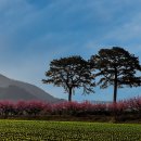 부부송과 생성형AI (한밭대 겨울학기 수업 응용) 이미지