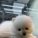 드림독 강아지분양 안심분양센터 김포점 이미지