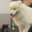 봉이네 애견미용 이미지