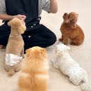 꼼꼼 애견미용실 이미지