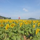 난정저수지 | [여행 후기] 강화도 난정저수지 해바라기 | 실시간 개화 현황과 방문 팁