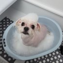 댕실 댕실 이미지