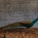 자일랜드 이미지