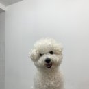 츄츄살롱 이미지