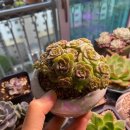 은설농장 이미지