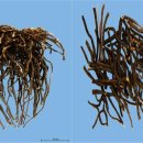 학교법인 경희학원 경희한약 이미지