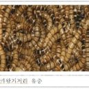 인정식품