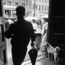 복슬 강아지 이미지