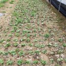 복합영농 이미지